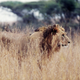 Illustration for article titled This Guy Raced A Tiny Two-Stroke DKW Surrounded By Lions In Africa